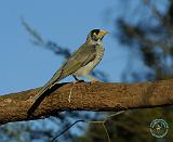 Indian Myna 9F76D-05